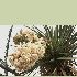 kwiaty Giant Dagger Yucca